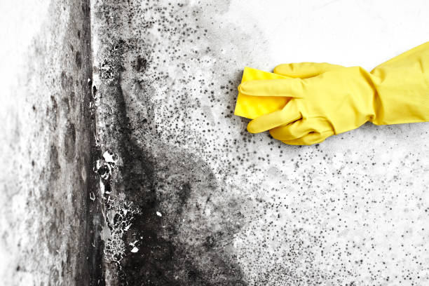Best Toxic Mold Removal  in Dubuque, IA
