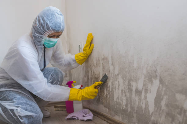 Best Mold Cleaning Services  in Dubuque, IA
