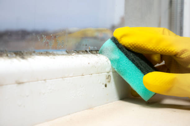 Best Commercial Mold Removal  in Dubuque, IA