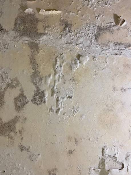 Best Mold Removal Company Near Me  in Dubuque, IA