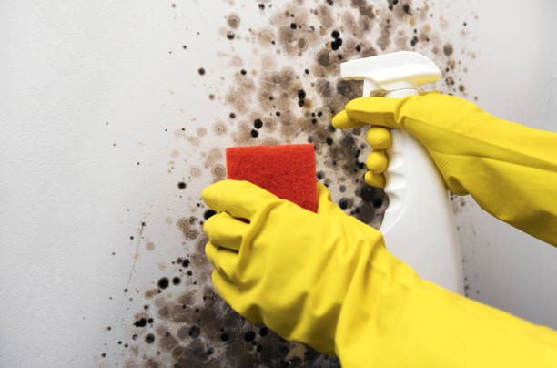 Best Mold Removal Specialists  in Dubuque, IA