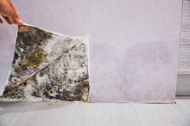 Best Office Mold Removal Services  in Dubuque, IA
